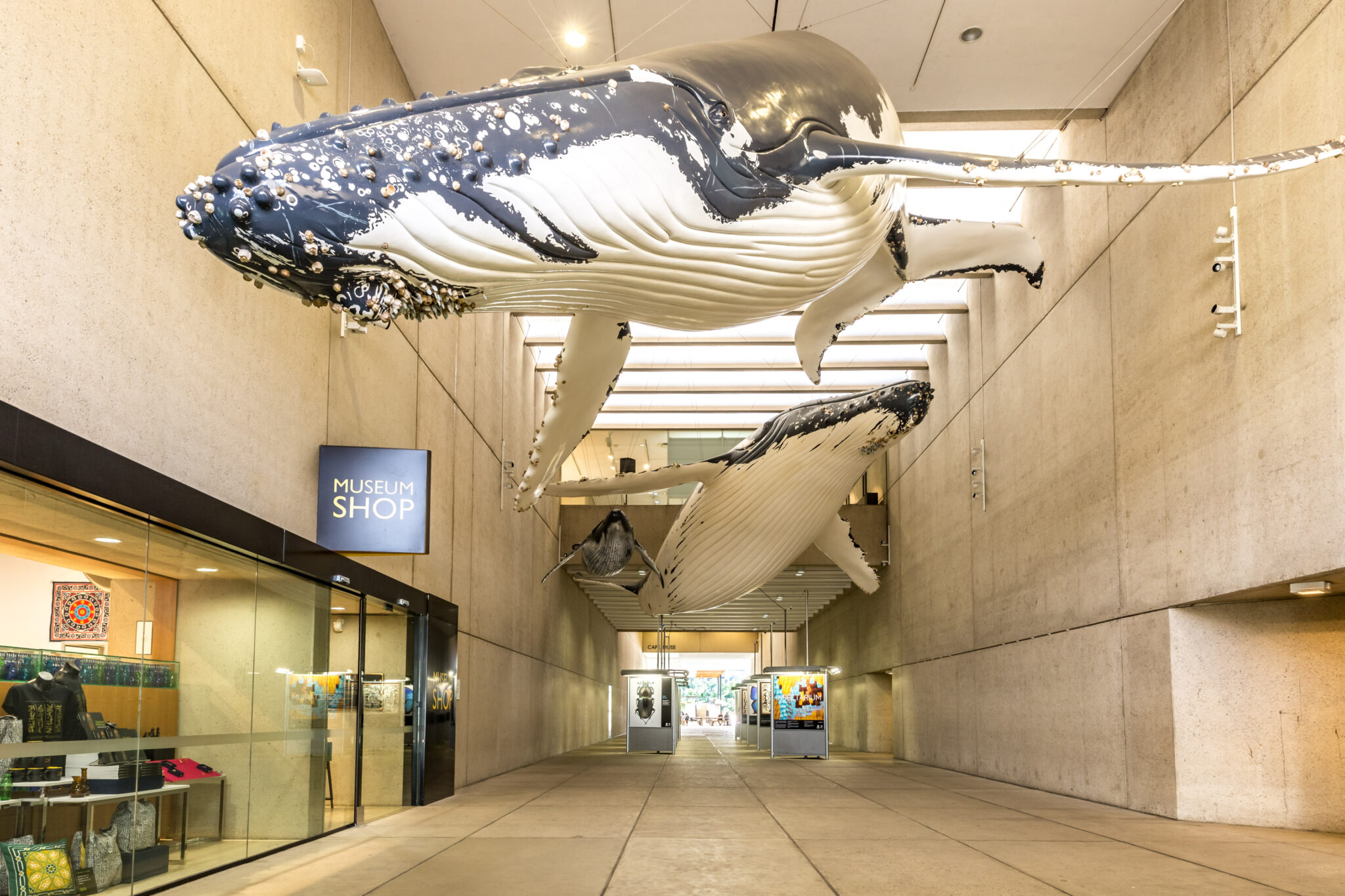 Queensland Museum entrance Springmount Services Commercial & Retail